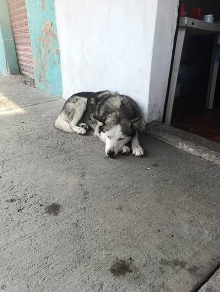 Foto del avistamiento de perro