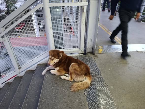 Foto del avistamiento de perro