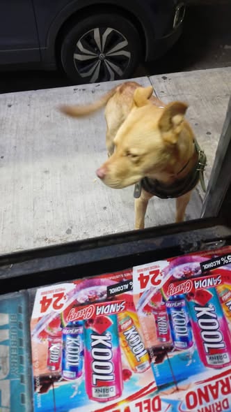 Foto del avistamiento de perro