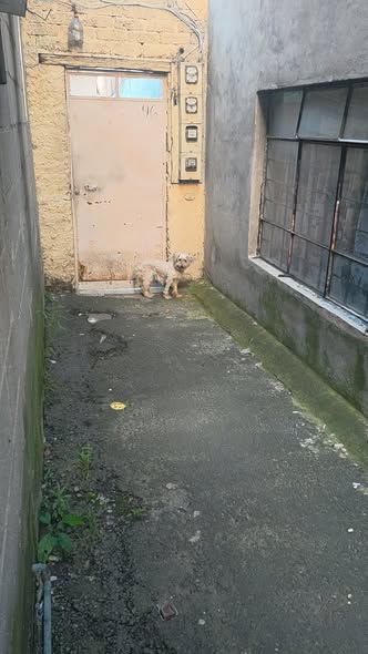Foto del avistamiento de perro