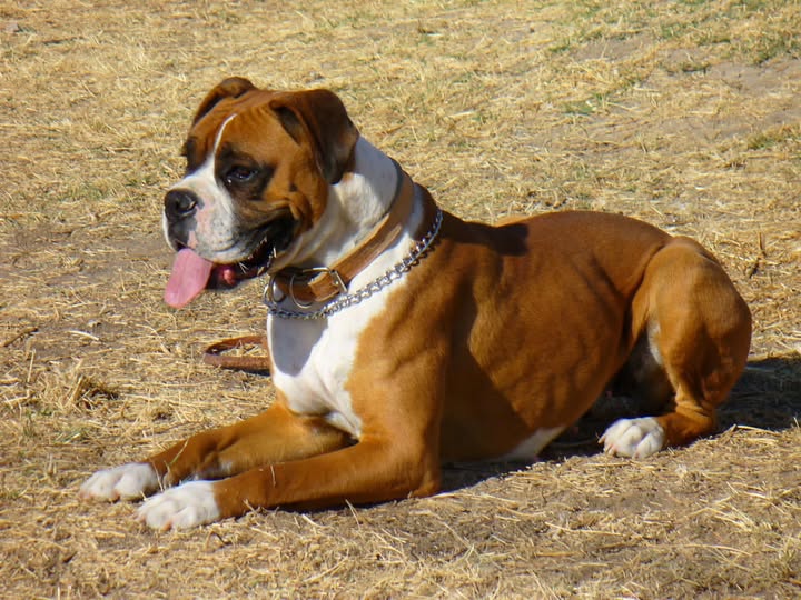 Foto del avistamiento de perro