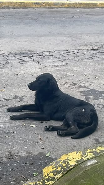Dog sighting photo