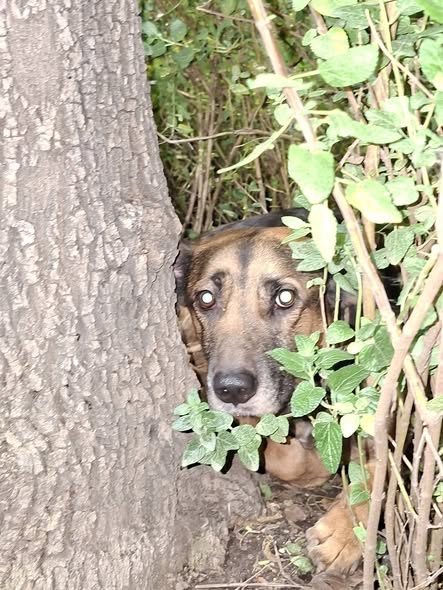 Foto del avistamiento de perro