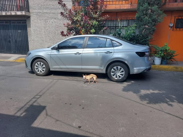 Foto del avistamiento de perro