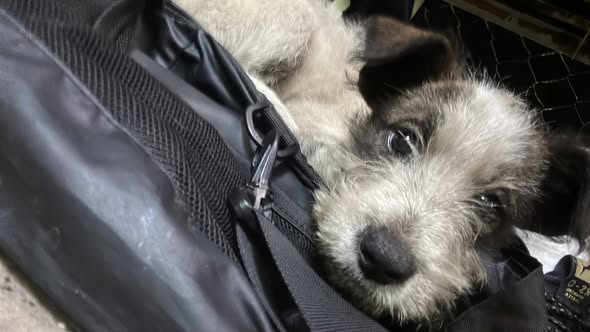 Foto del avistamiento de perro