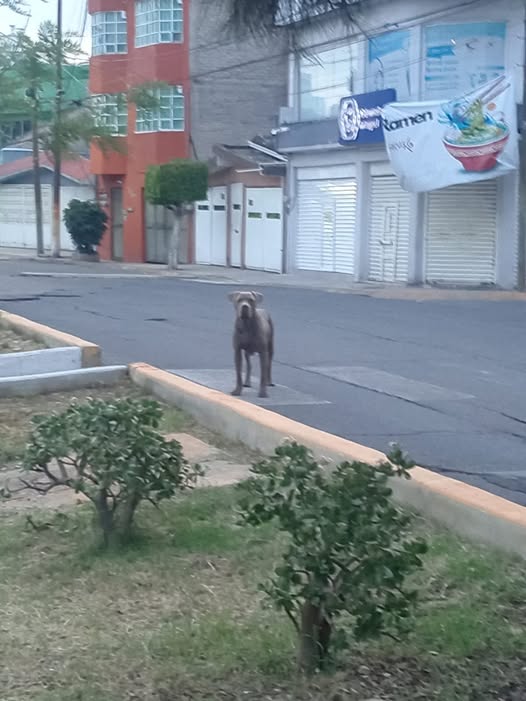 Dog sighting photo