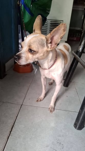 Dog sighting photo