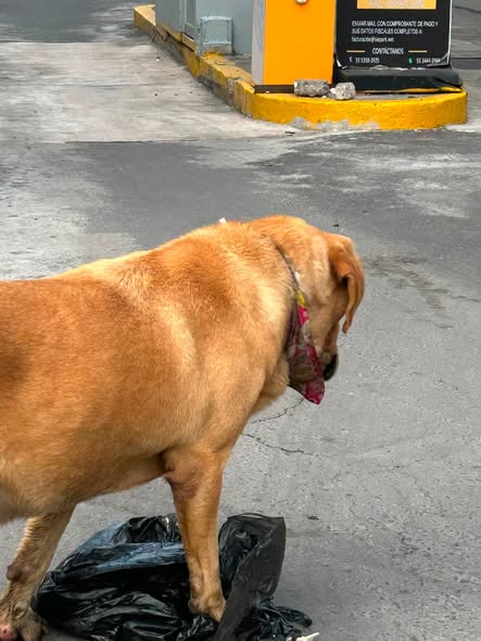 Foto del avistamiento de perro