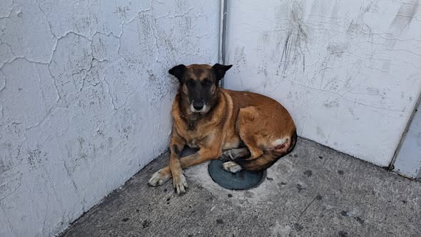 Dog sighting photo
