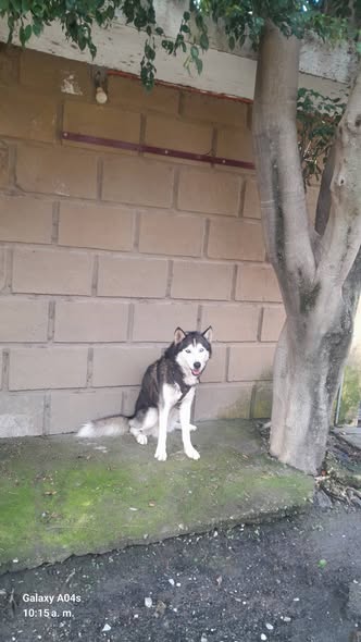 Foto del avistamiento de perro