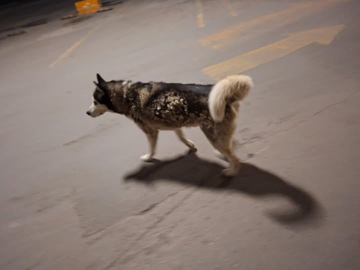 Dog sighting photo