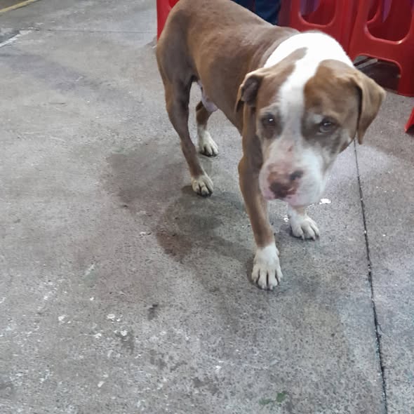 Dog sighting photo