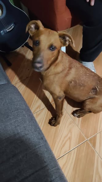 Foto del avistamiento de perro
