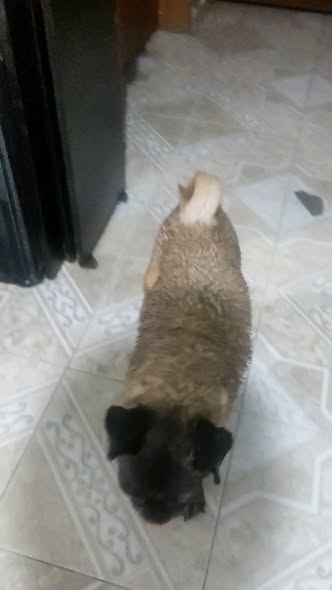 Dog sighting photo