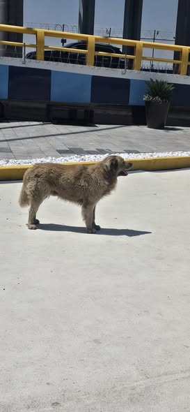 Foto del avistamiento de perro