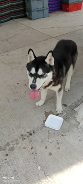 Foto del avistamiento de perro