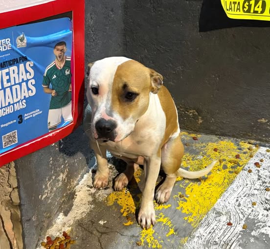 Foto del avistamiento de perro