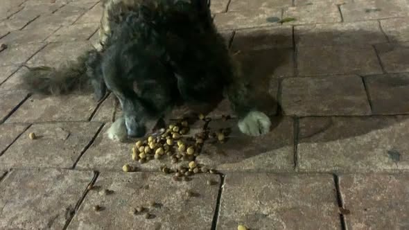 Dog sighting photo