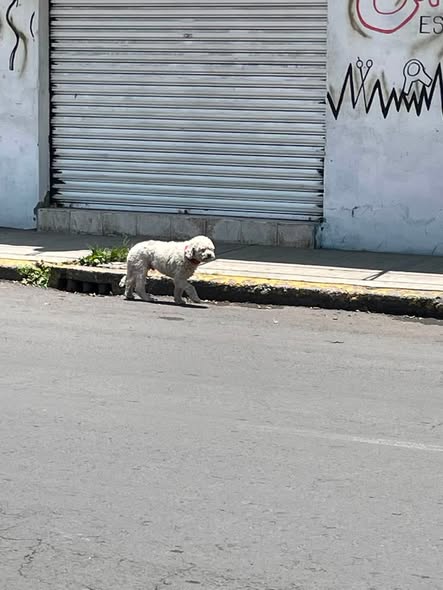 Foto del avistamiento de perro