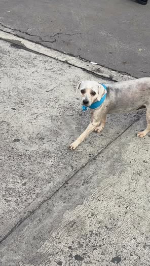 Foto del avistamiento de perro