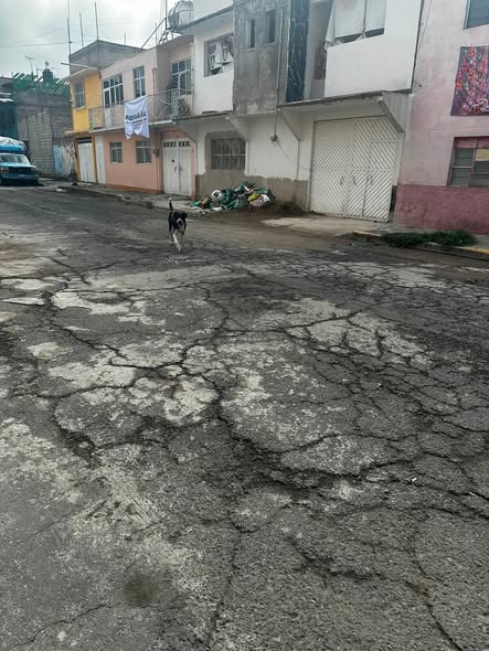Foto del avistamiento de perro