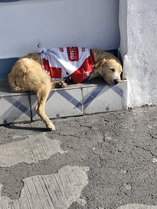 Foto del avistamiento de perro
