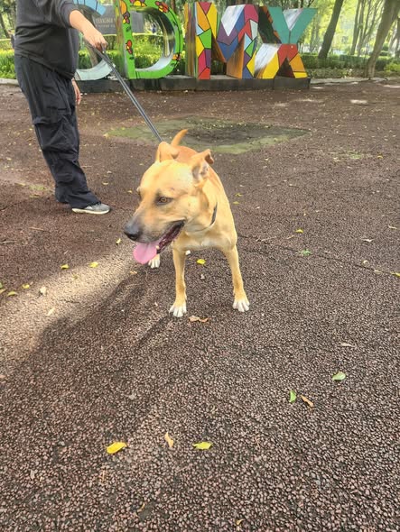 Dog sighting photo