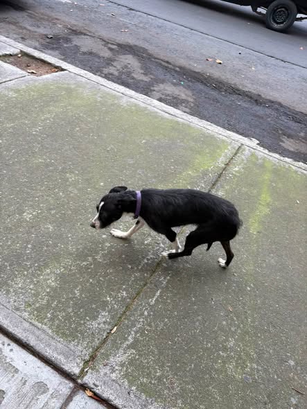 Foto del avistamiento de perro