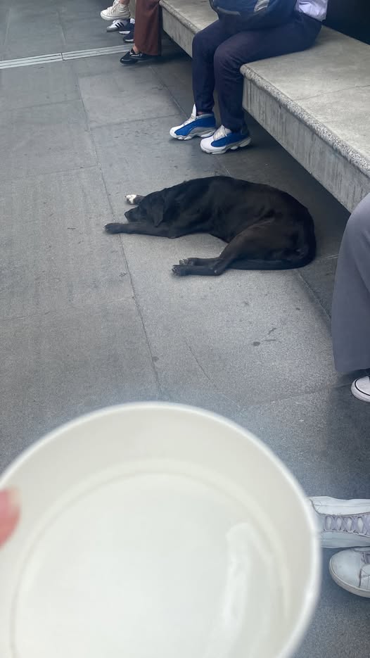 Foto del avistamiento de perro