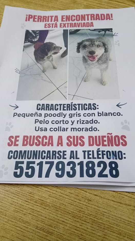 Foto del avistamiento de perro