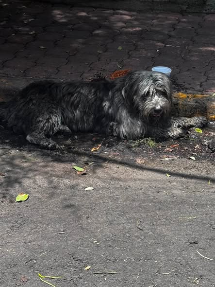 Foto del avistamiento de perro