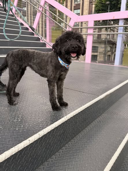 Foto del avistamiento de perro