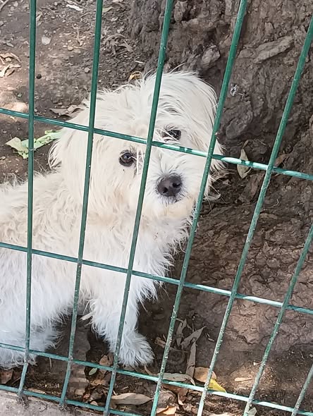 Foto del avistamiento de perro