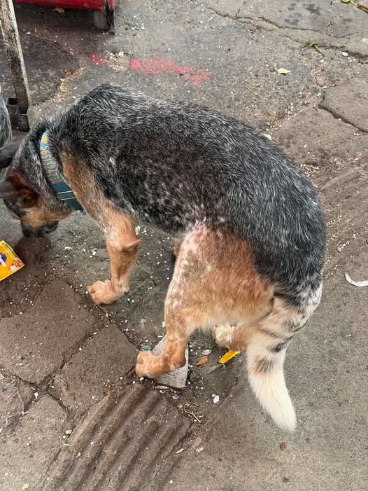 Foto del avistamiento de perro