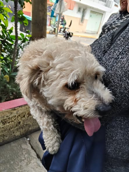 Foto del avistamiento de perro
