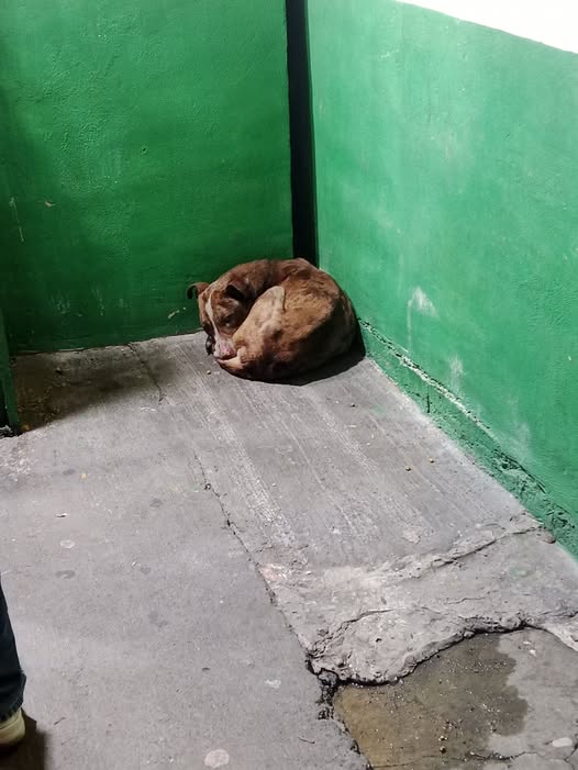 Foto del avistamiento de perro