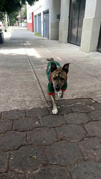 Foto del avistamiento de perro