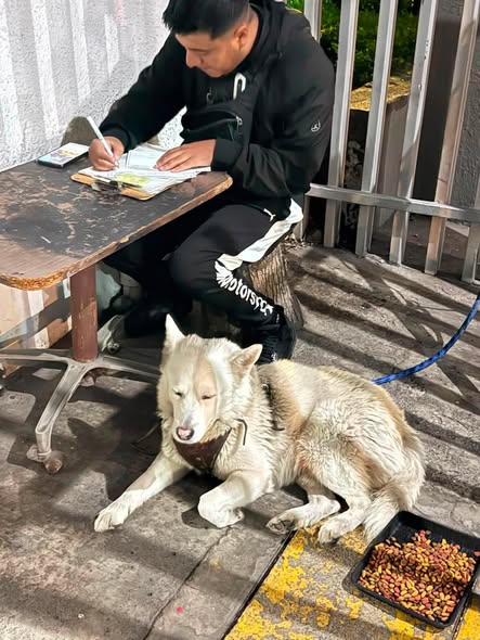 Foto del avistamiento de perro