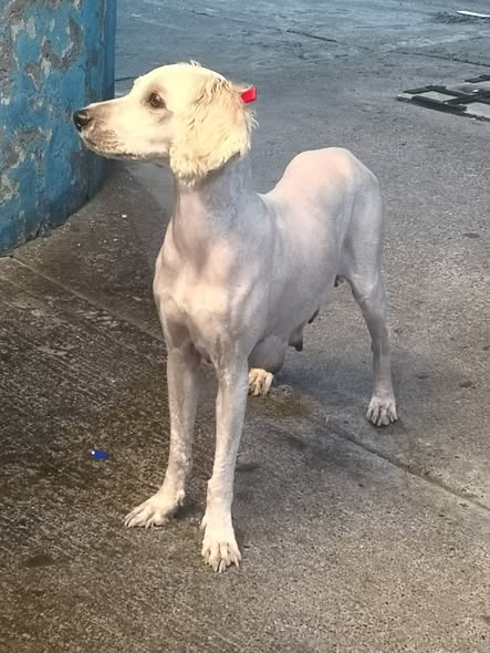 Foto del avistamiento de perro