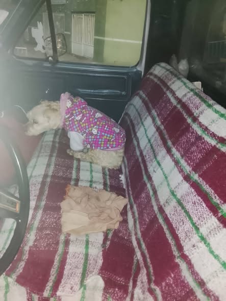 Foto del avistamiento de perro