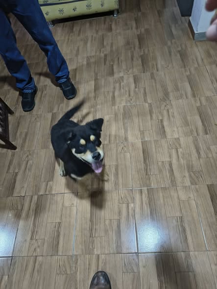 Dog sighting photo