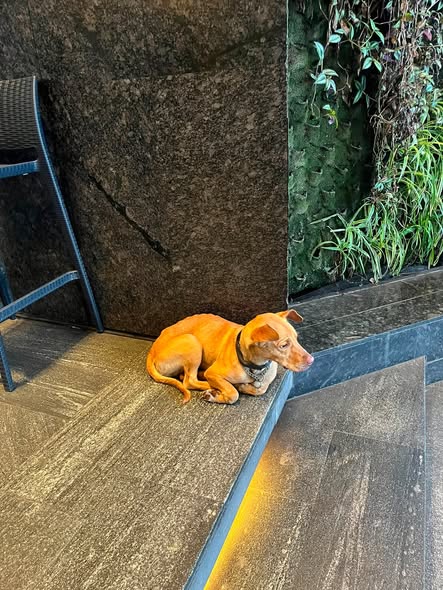 Dog sighting photo