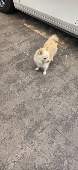 Foto del avistamiento de perro