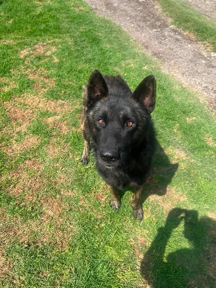 Dog sighting photo