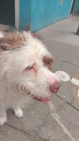 Foto del avistamiento de perro
