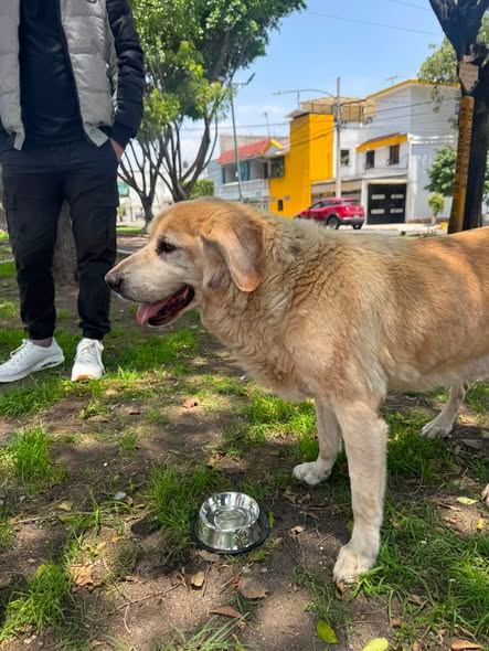 Foto del avistamiento de perro