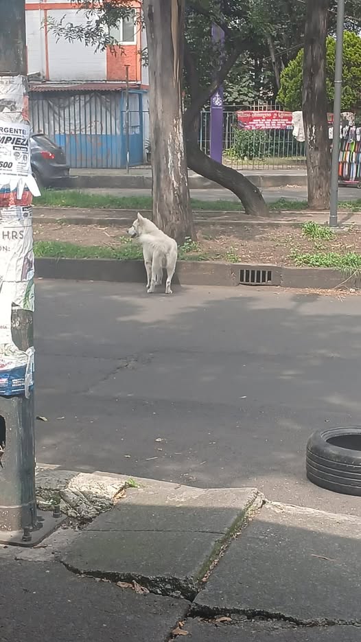 Foto del avistamiento de perro
