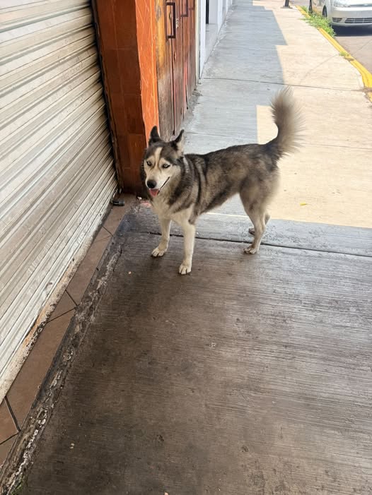 Foto del avistamiento de perro