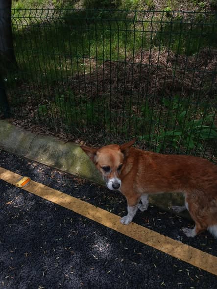 Foto del avistamiento de perro