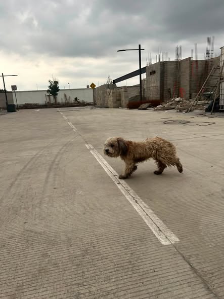 Dog sighting photo